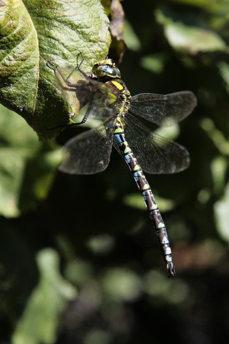 a southern hawker perched on a leaf in sunny conditions