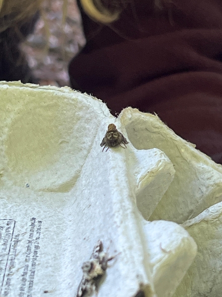 A small spectacle moth sitting on an egg box