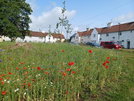 Howard bank in bloom