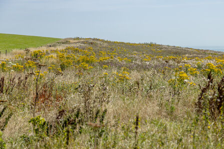 Wilder Nunwell on the Isle of Wight