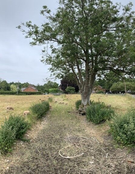A winterbourne in its dry phase, with no water flowing but green marginal vegetation and a leafy tree on the right side of the bank