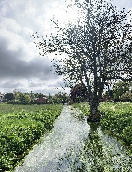 A winterbourne in its flowing phase, with clear water and marginal vegetation, and a tree on the right side of the bank
