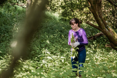 A person wearing a purple sweater and gloves is examining plants in a dense, green forest. The scene is lush and surrounded by trees.