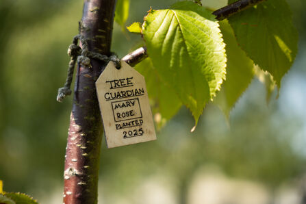 A wooden label tied to a tree that reads "TREE GUARDIAN - Mary Rose - planted 2025"