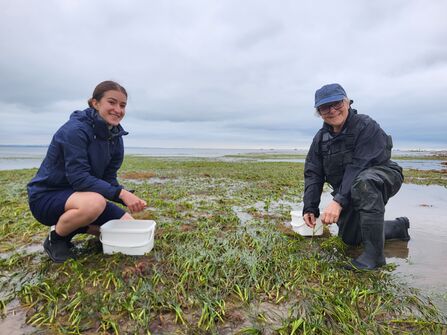 Two people knelt down with white buckets on a green seagrass meadow