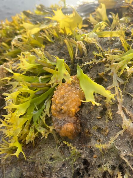 Orange, warty sea slug resting on a brown rock with green seaweed coming out from it 