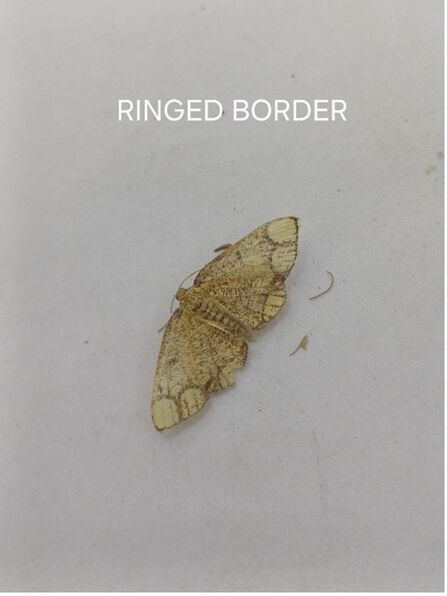 a pale brown moth on a white background 