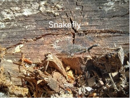 a snakefly on dried, broken timber