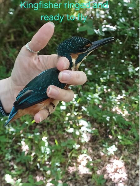A kingfisher being held in a hand 