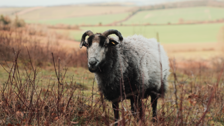 A shetland sheep standing amongst winter vegetation with a sun soaked hill behind