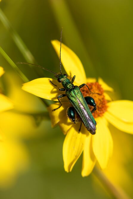 a close up of a thick-legged flower beetle on a yellow flower 