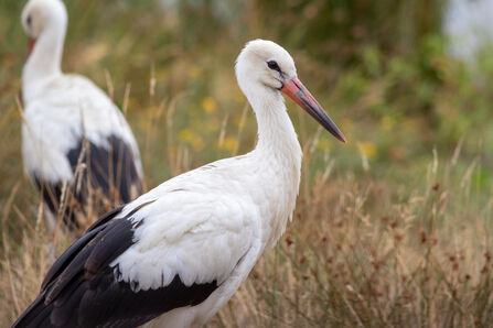 White stork