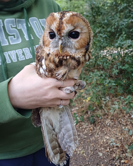 A person holding a tawny owl gently in their hands, with a background of lush green foliage. The person is wearing a hoodie with partially visible text. The scene is outdoors on a wooded path.