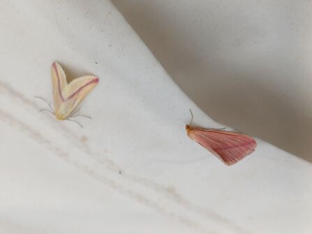 Colour forms of vestal moths 