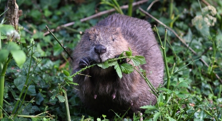 David Parkyn - David Parkyn/ Cornwall Wildlife Trust