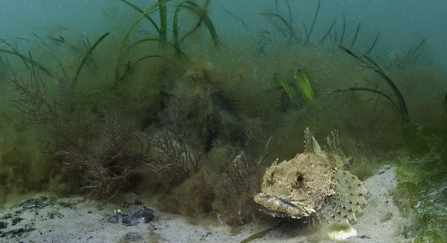 A scorpionfish (Taurulus bubalis) on edge of an eelgrass (Zostera marina) meadow 