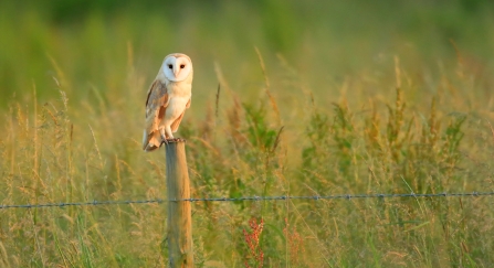Barn owl