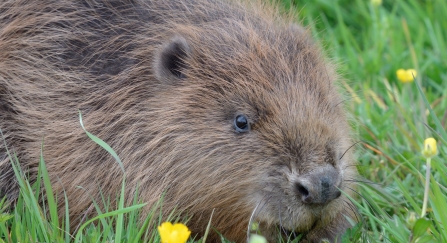 Beaver - Nick Upton, Cornwall Wildlife Trust