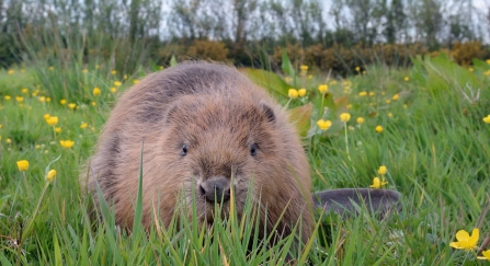 Beaver - Nick Upton, Cornwall Wildlife Trust