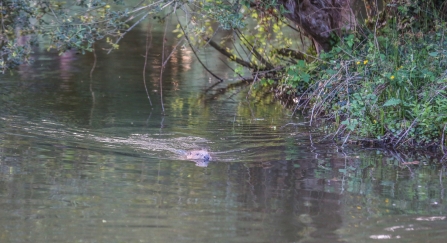 beavers - Clare James, Cornwall Wildlife Trust