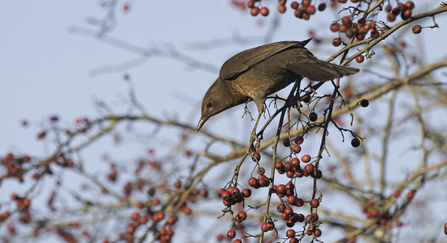 blackbird on hawthorn
