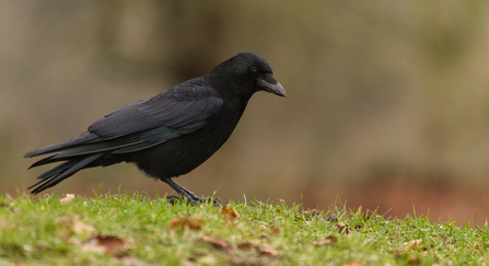 Rook, crow, raven or jackdaw? - Bird Aware Solent