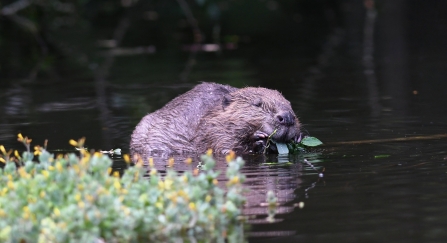 Beaver © David Parkyn, Cornwall Wildlife Trust