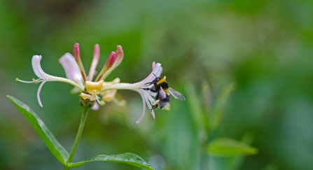 White-tailed bumblebee on honeysuckle