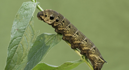 Elephant hawkmoth