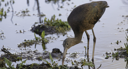 A glossy ibis probing a muddy pool margin with its beak