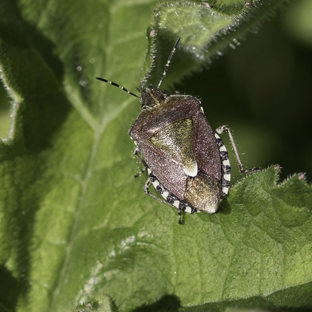 Hairy shield bug (Dolycoris baccarum) - Chris Lawrence