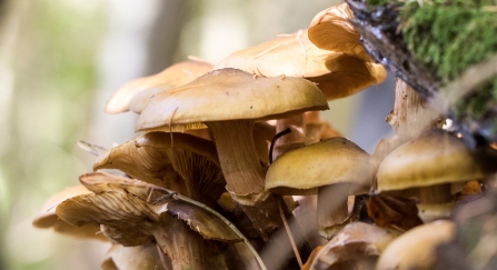 Honey fungus by Chris Lawrence