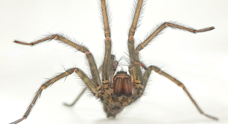 house spider