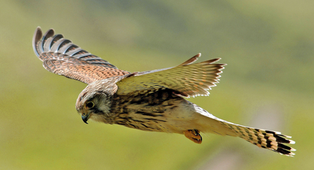 hovering kestrel