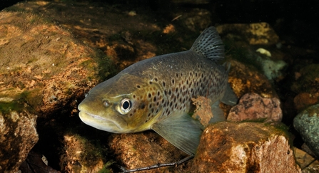 Brown trout (Salmo trutta) © Linda Pitkin/2020VISION