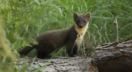 pine marten