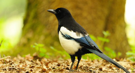 Magpie