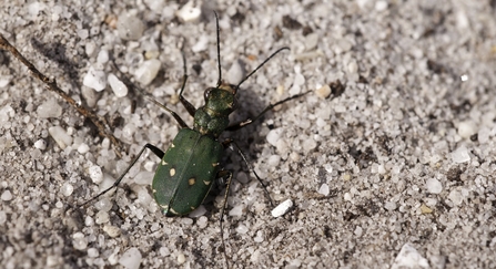 green tiger beetle - Ross Hoddinott/2020VISION