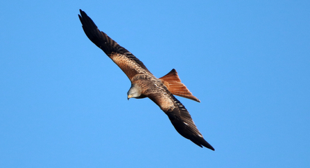 red kite