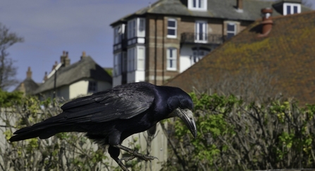 Rook (Corvus frugilegus) 