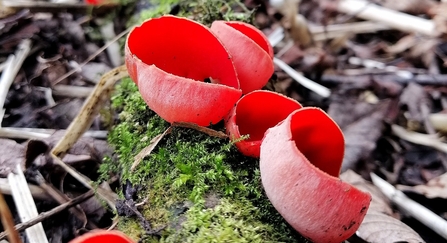Scarlet elf cup - red cup shaped fungi