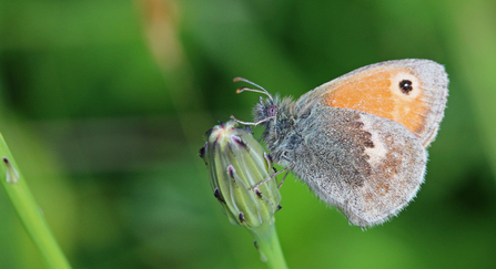 Small heath - Wendy Carter