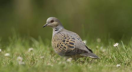 Turtle dove