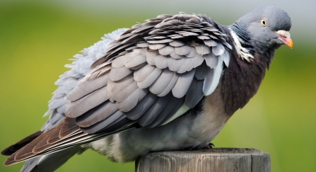 Woodpigeon