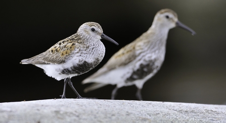 Dunlins on a rock