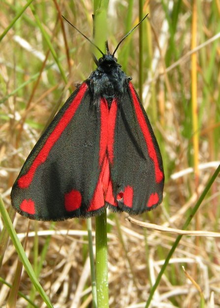 cinnabar moth - Richard Burkmar