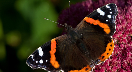 red admiral - Vaughan Matthews