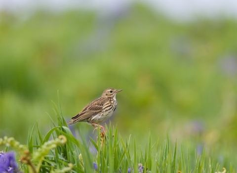 Meadow pipit © David Kilbey