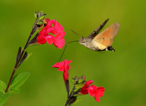 Hummingbird Hawk Moth © Andy Britland