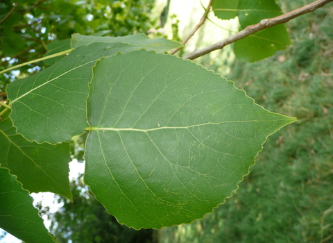 Hybrid Black Poplar